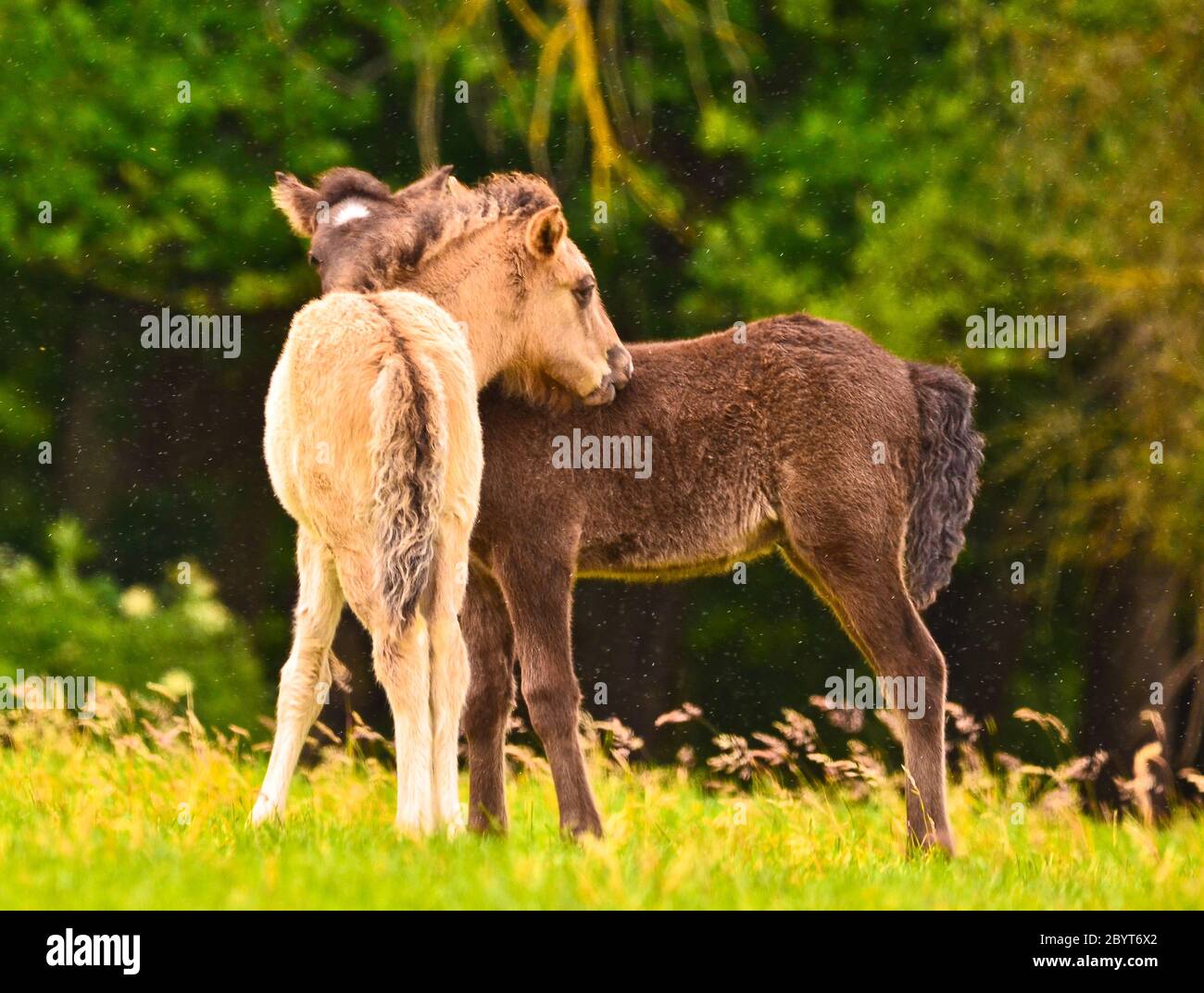 Animale, nemici, cavalli, pony, grooming, erba, pelliccia, carezza, sole, primavera, esterno, carino, cheeky, incantevole, affascinante, equitazione, cavallo islandese, piccolo, piccolo Foto Stock