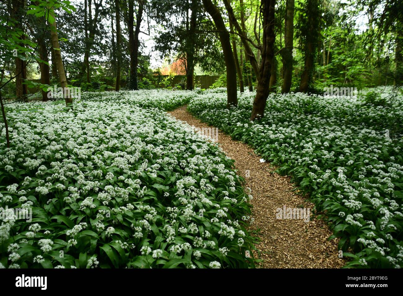 Aglio selvatico (Allium ursinum) conosciuto anche come rasmi moquette il pavimento di un piccolo legno in primavera vicino al centro di una città. Somerset. REGNO UNITO Foto Stock