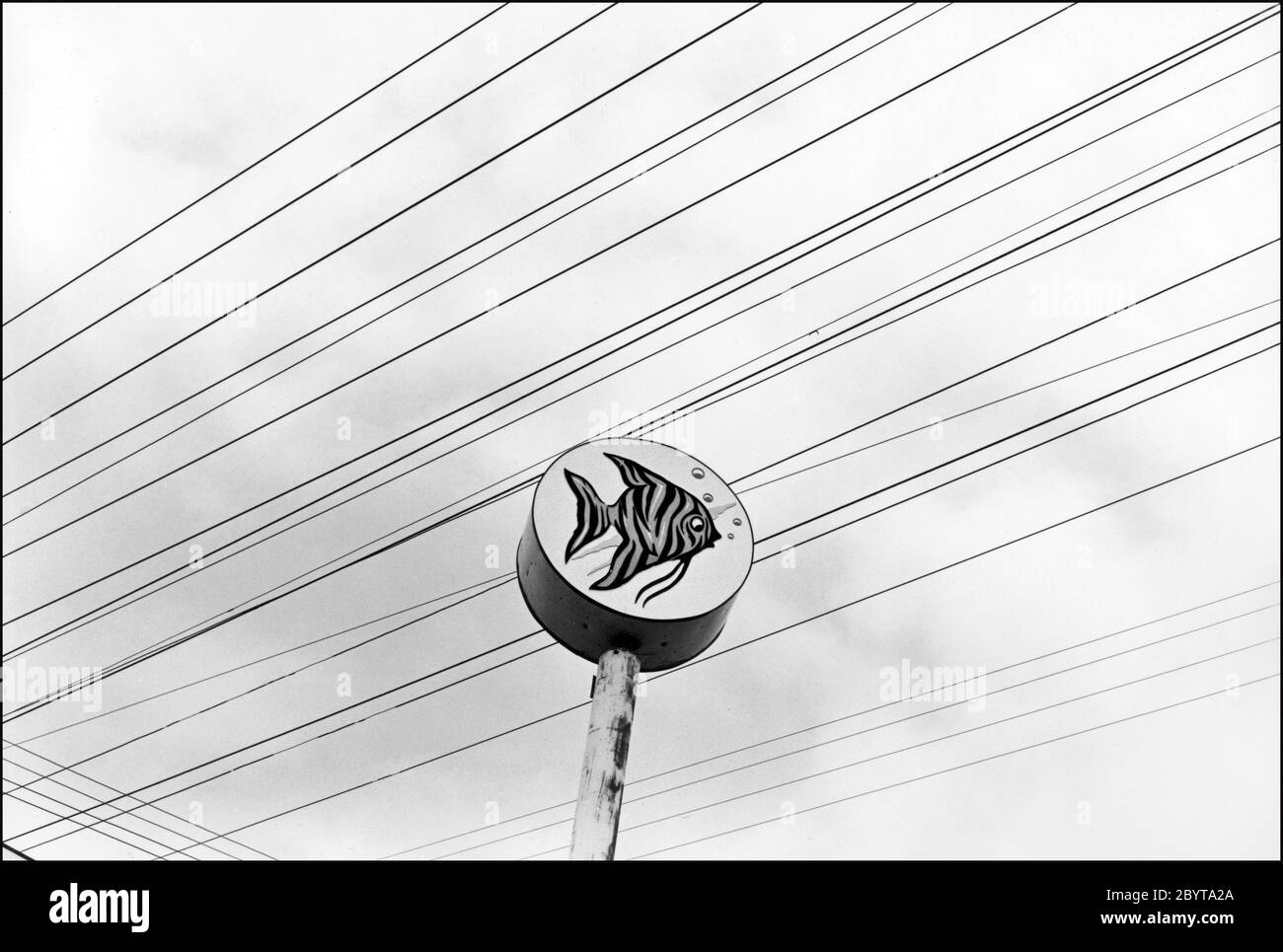 Un pesce tropicale su un cartello per un negozio di animali a Culver City, CA, si è messo contro i fili elettrici e il cielo in una fotografia di paesaggio urbano in bianco e nero degli anni '70. Foto Stock