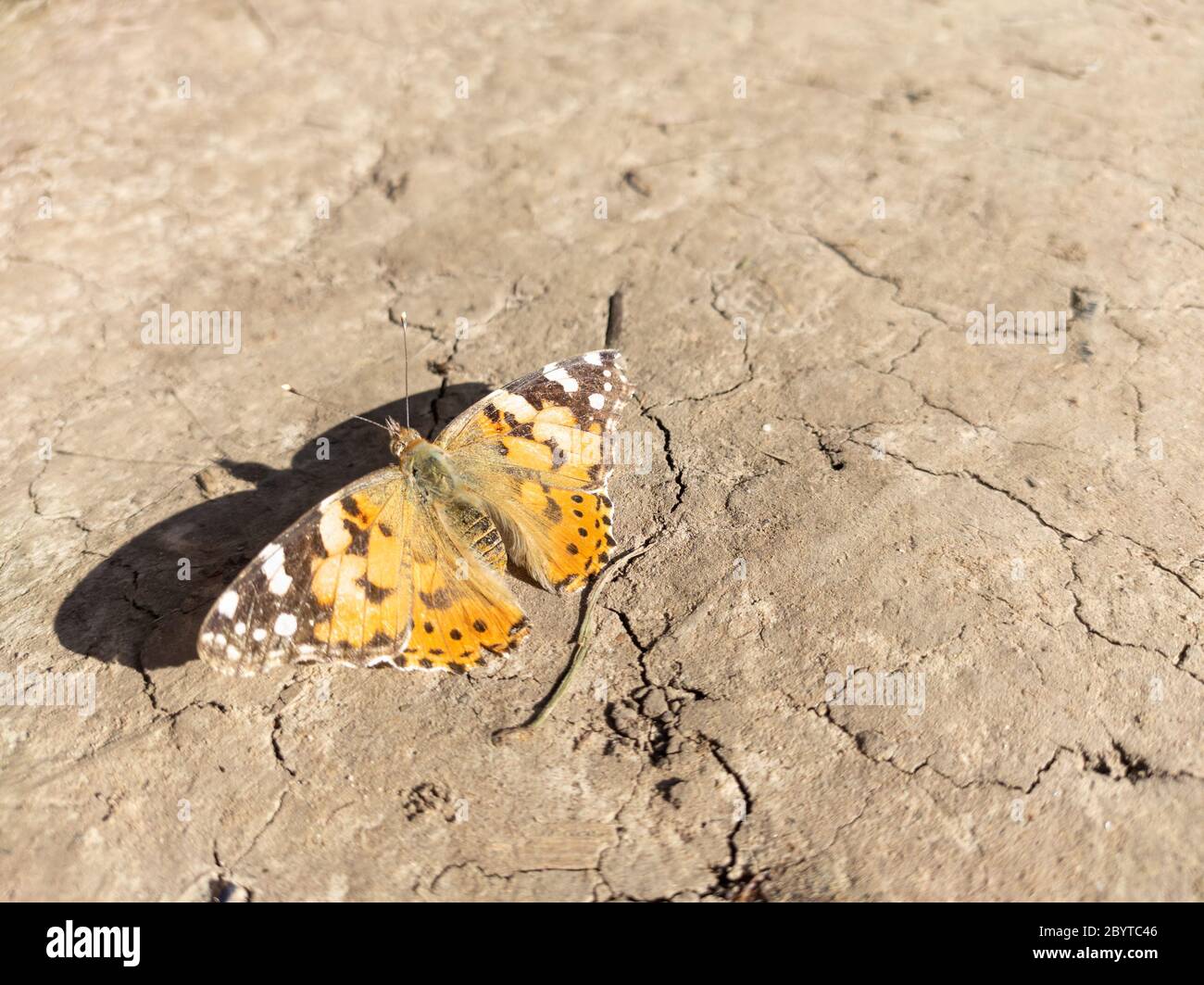 Farfalla arancione pavone lepidoptera a terra. Luminoso insetto estivo della fauna seduta su sporco secco da vicino Foto Stock