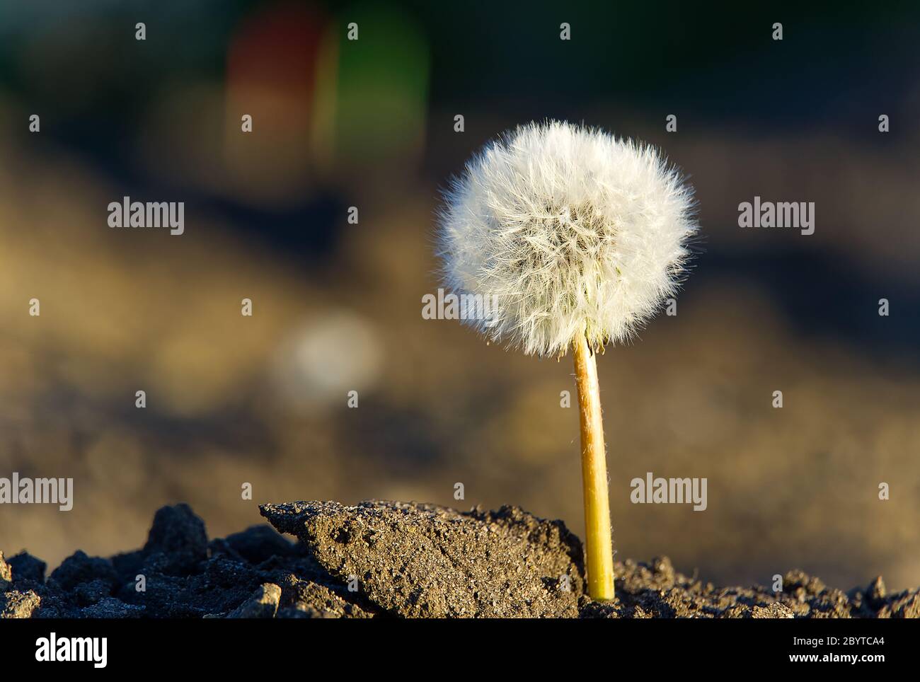 il solo dente di leone bianco su uno sfondo di terra desertica come simbolo di rinascita o l'inizio di una nuova vita. concetto di ecologia. Foto Stock