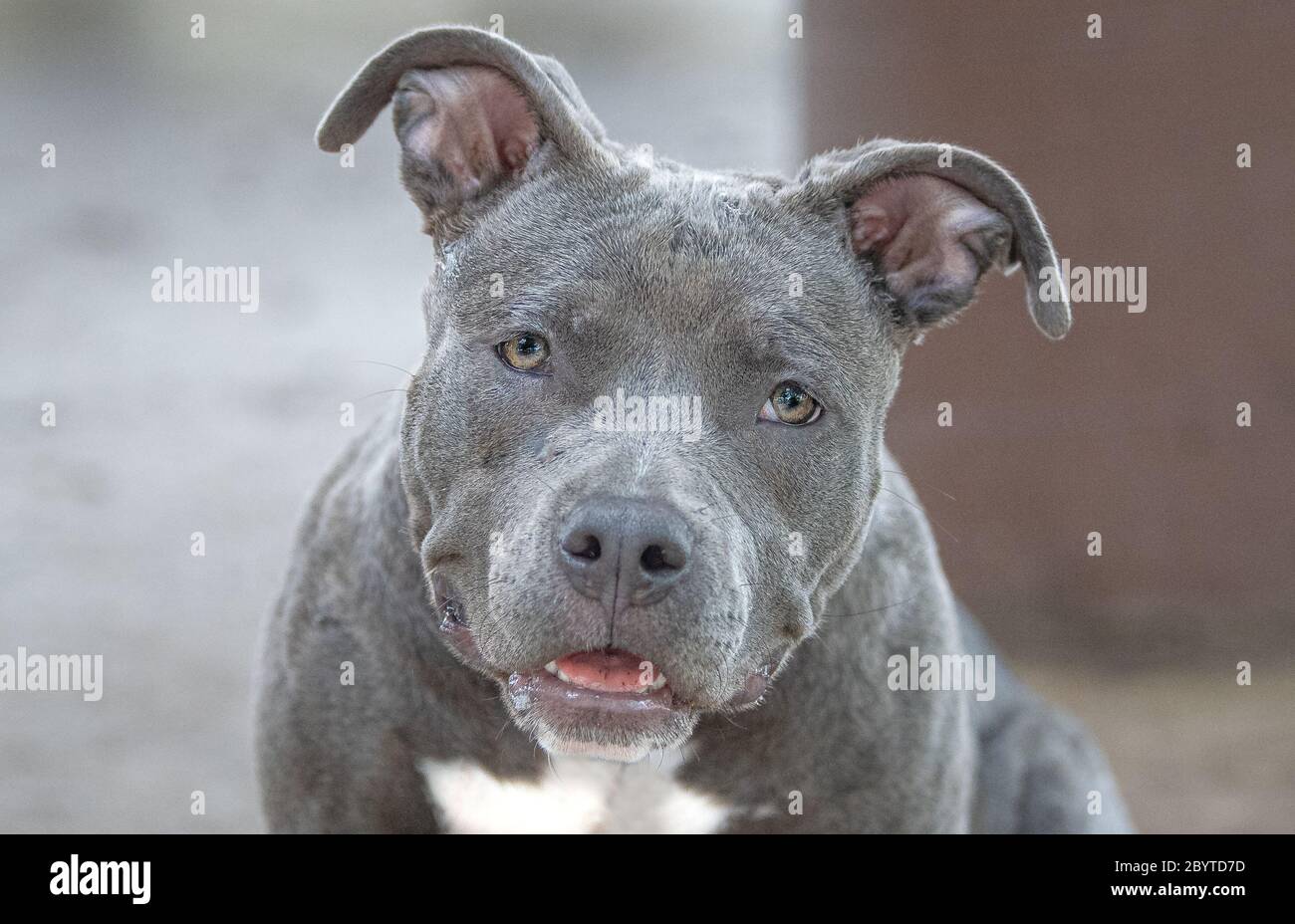 Adorabile ritratto di terrier toro che vuole attenzione Foto Stock