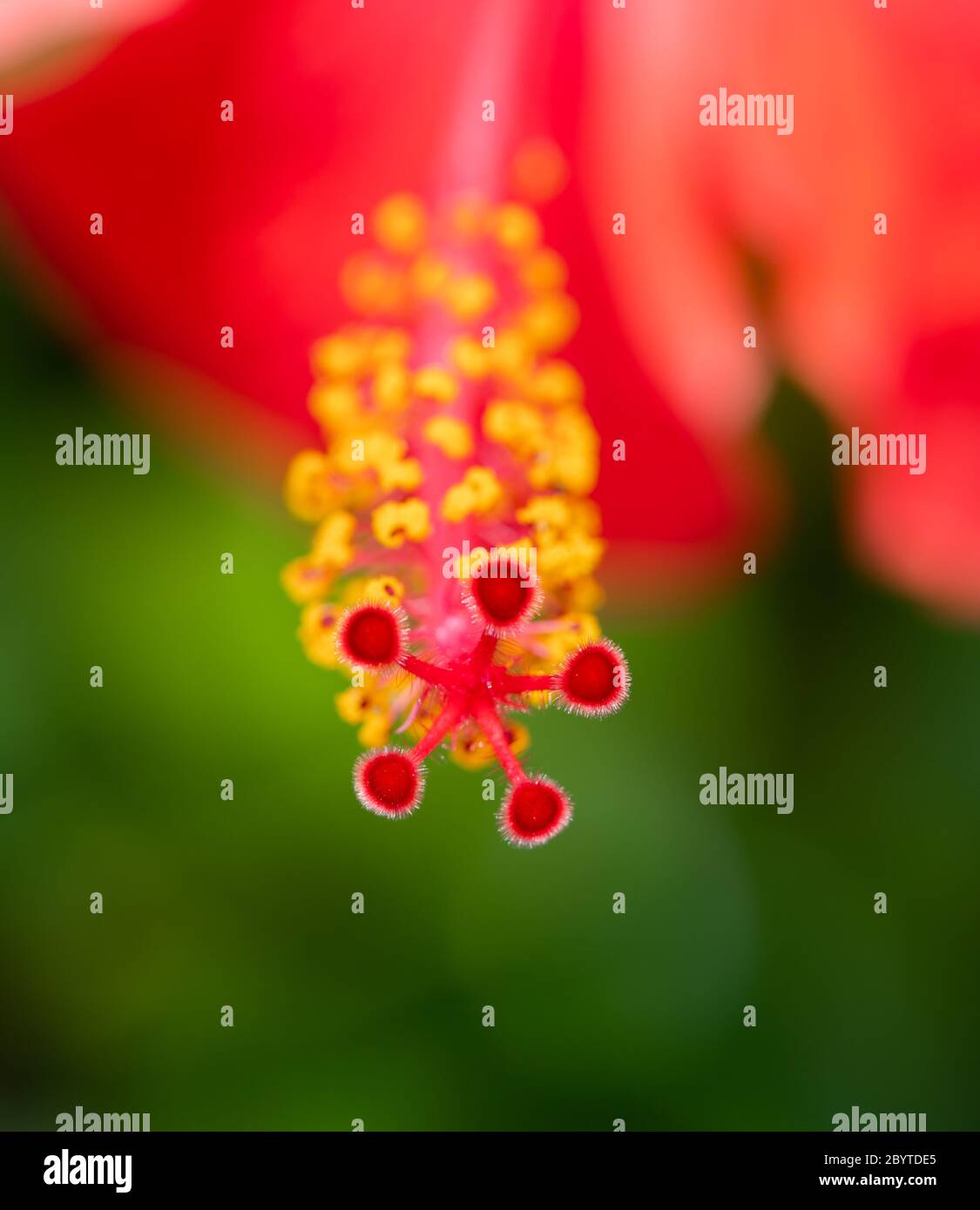 Pistil e spamens rosso del fiore dell'ibisco Foto Stock