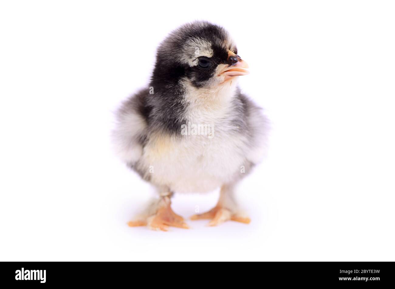 Pollo isolato su sfondo bianco Foto Stock