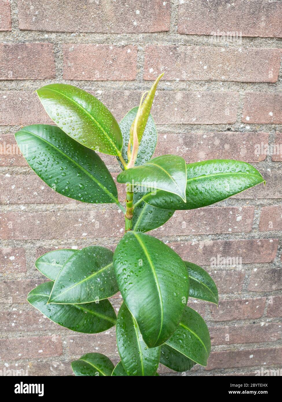 Gomma pianta o fico di gomma (latino: Ficus elastica) con gocce d'acqua sulle foglie Foto Stock