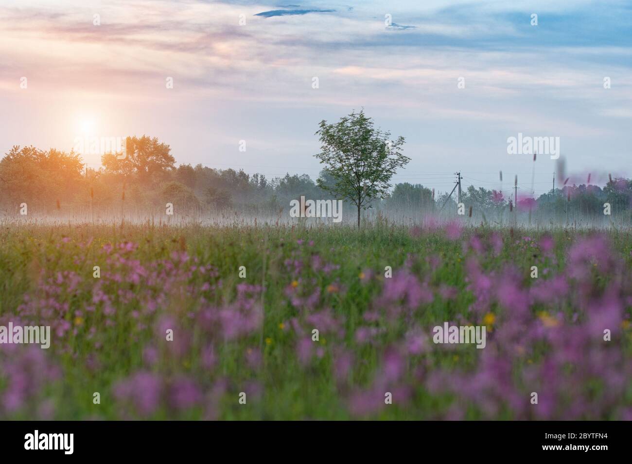 Alba su un campo coperto di fiori fioriti in primavera o all'inizio della stagione estiva con nebbia, cielo nuvoloso e alberi su sfondo al mattino. Landscap Foto Stock
