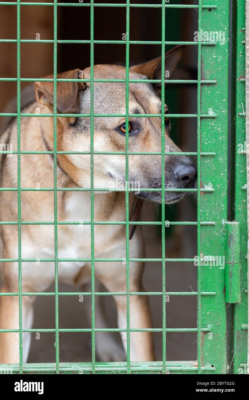 Cani non da allevamento in gabbia in un ricovero. Foto Stock