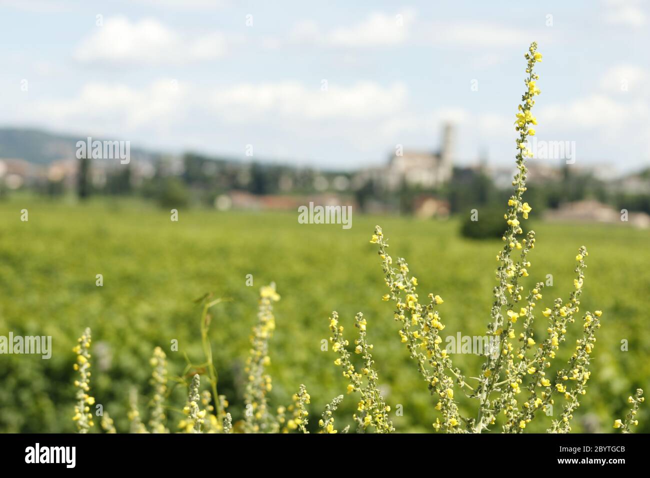 paesaggi rurali con natura verde Foto Stock