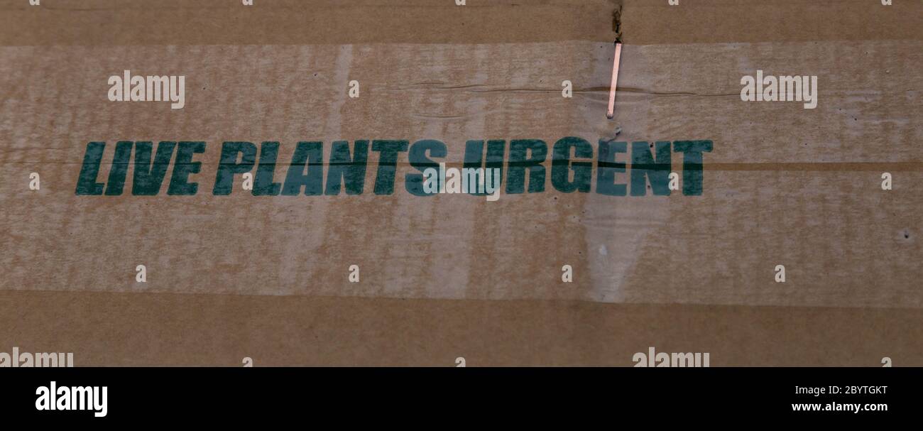 Imballaggio online per ordini di impianti. Foto Stock