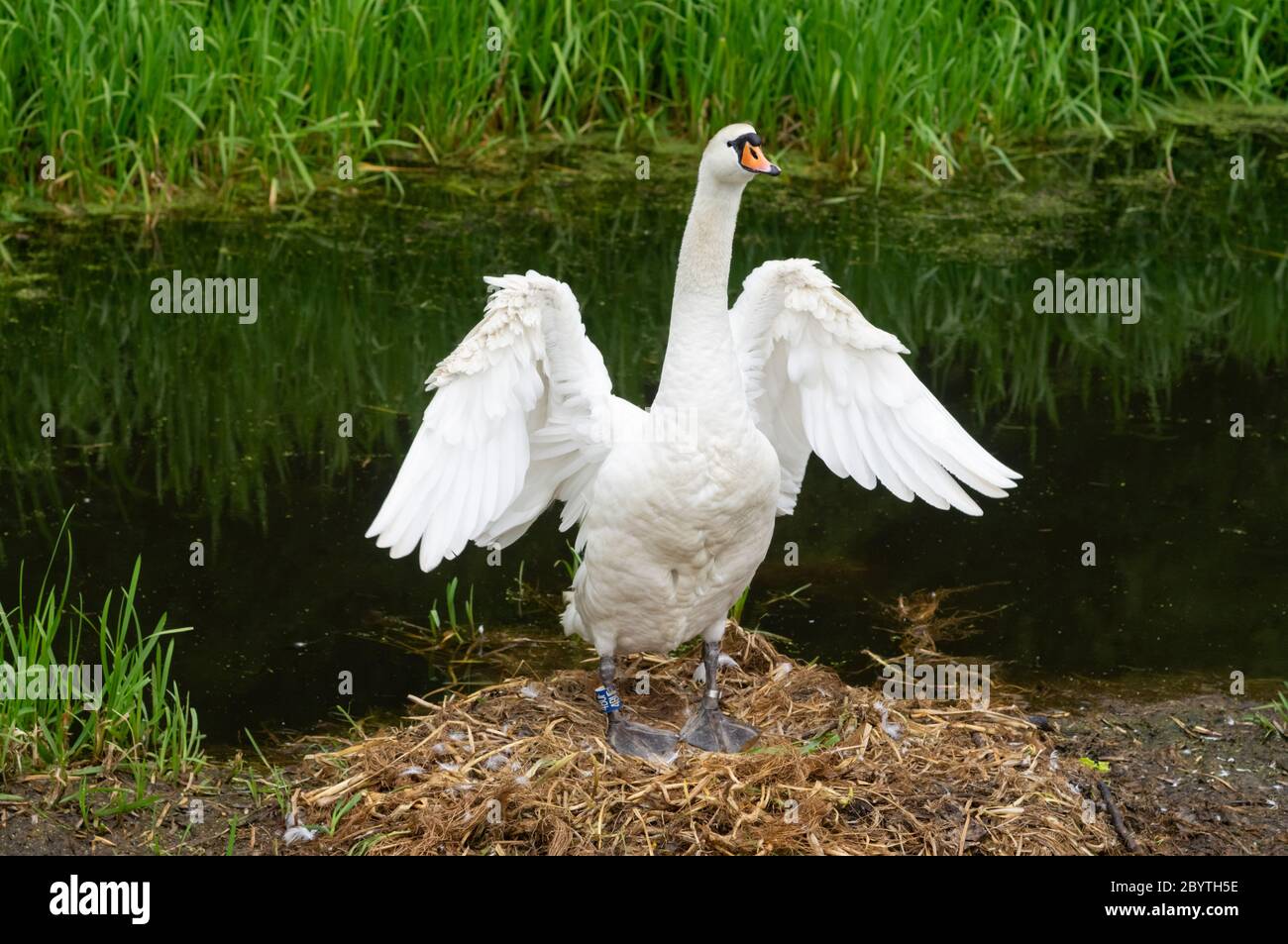 Bianco muto swan Cygnus colorare femmina o penna spalmare le ali mentre si sta in piedi su nido dopo aver preening le sue piume - maestose ali alettone preen cura pulita Foto Stock
