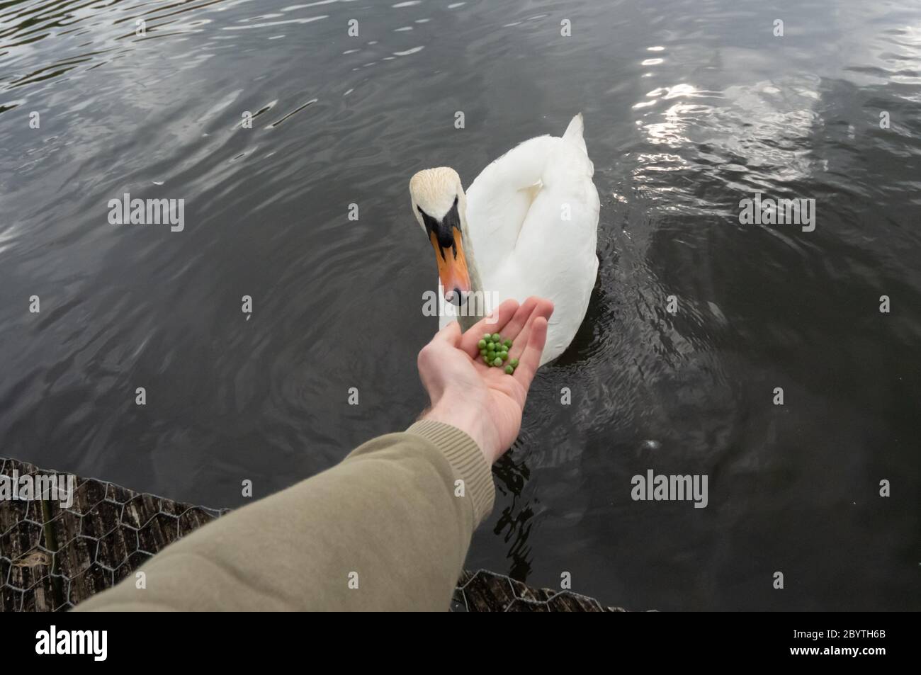 Persona con mano estensibile che offre piselli ad un cigno muto, un'alternativa più sana al pane - alimentazione, mangiare, mangiare, interazione umana con gli animali Foto Stock