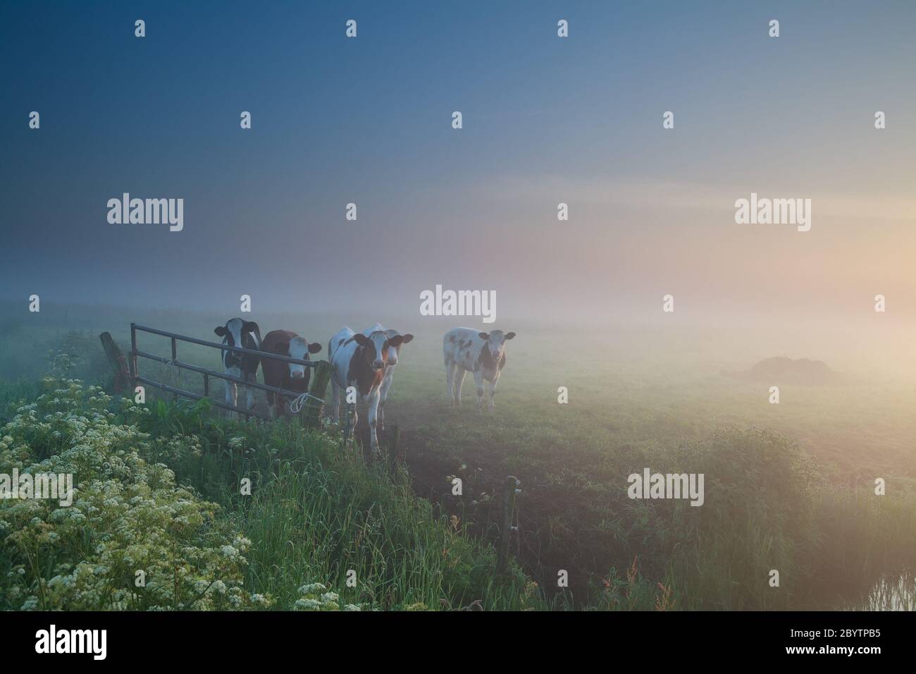 Mucche al pascolo al misty sunrise Foto Stock