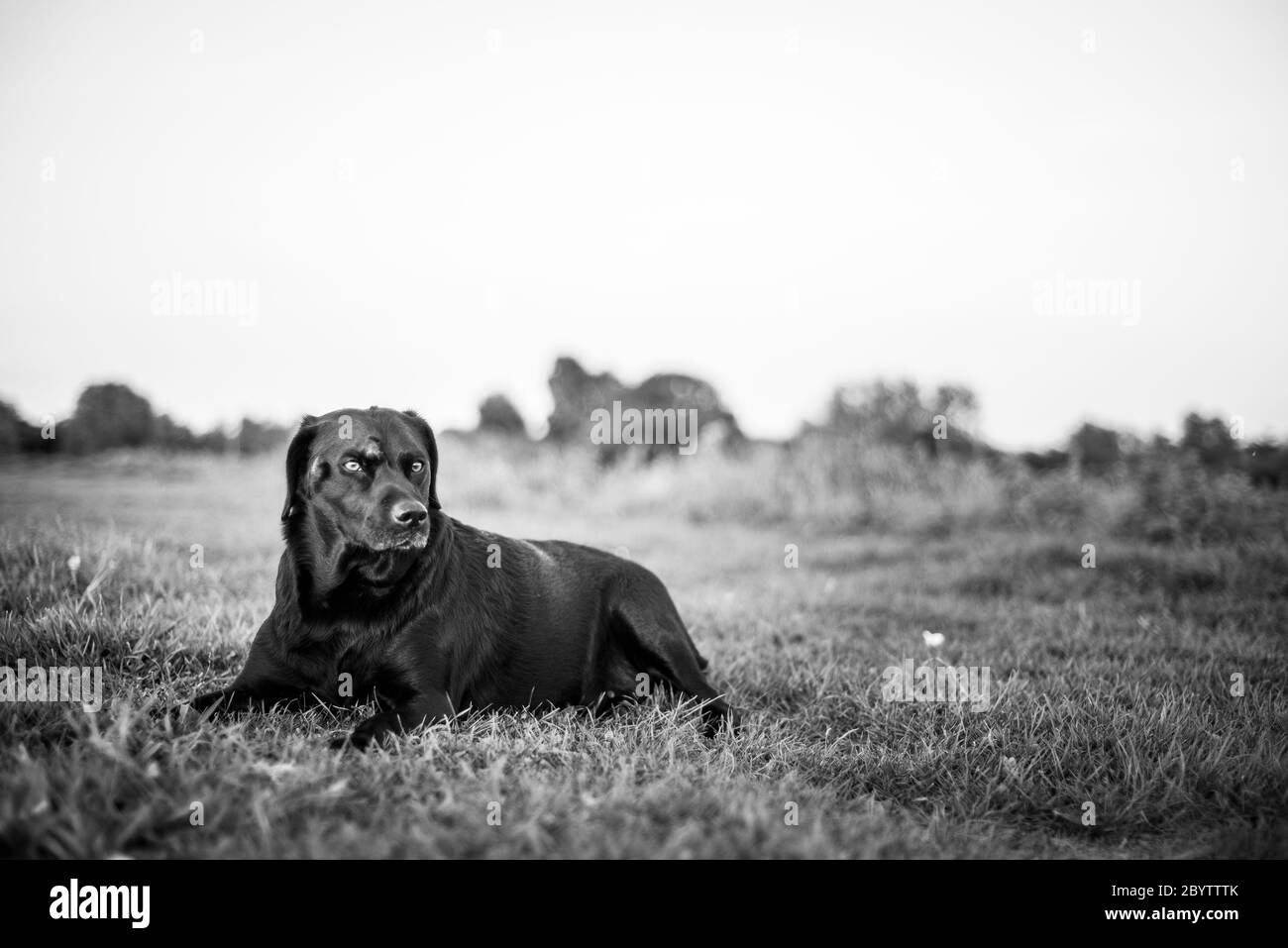 nero e bianco drammatico cane seduta su erba che fa pubblicità al canino veterinario Foto Stock