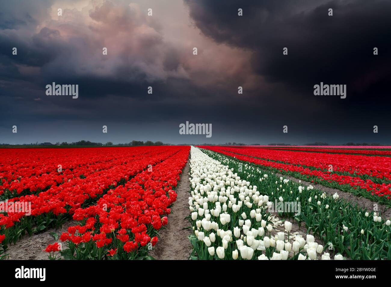 nuvole buie su campo tulipano Foto Stock