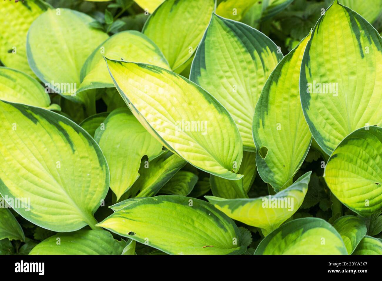 Hosta Gold Standard Foto Stock