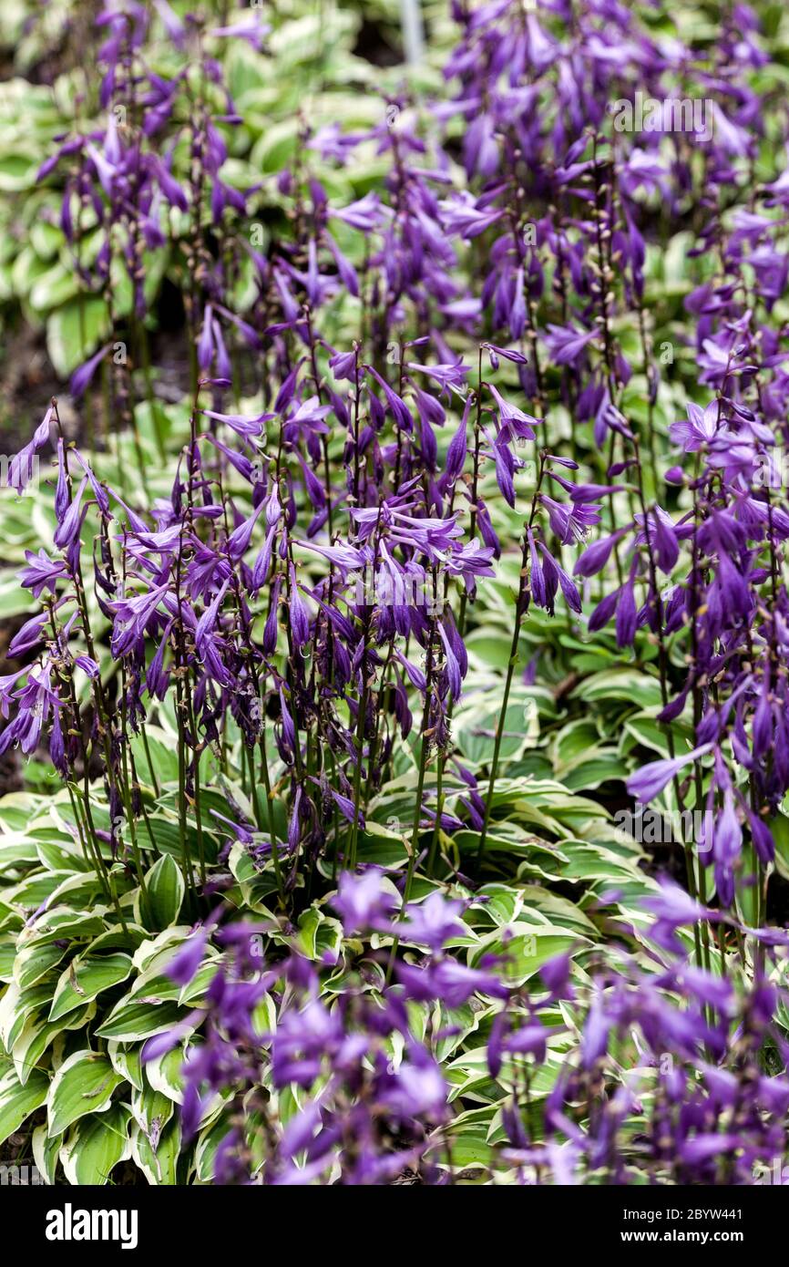 Hosta Little Wonder foglie e fiori Foto Stock