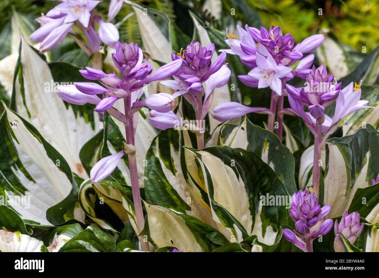 Hostas 'fuoco e ghiaccio' Hosta fiori viola giardino estivo Foto Stock