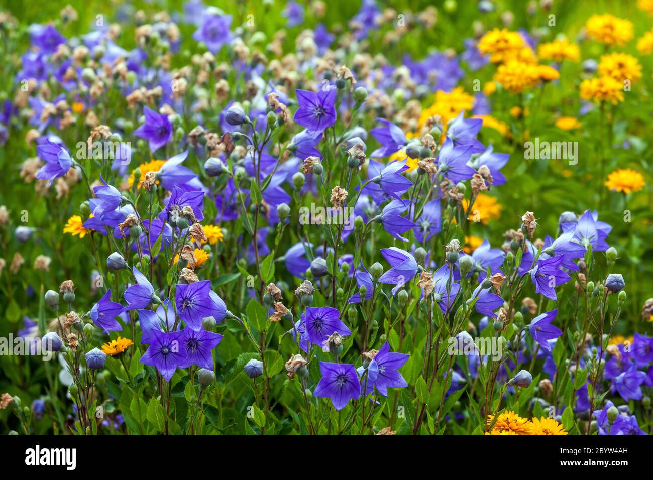 Prato giallo blu, Platycodons Balloon flower Platycodon grandiflorum Foto Stock