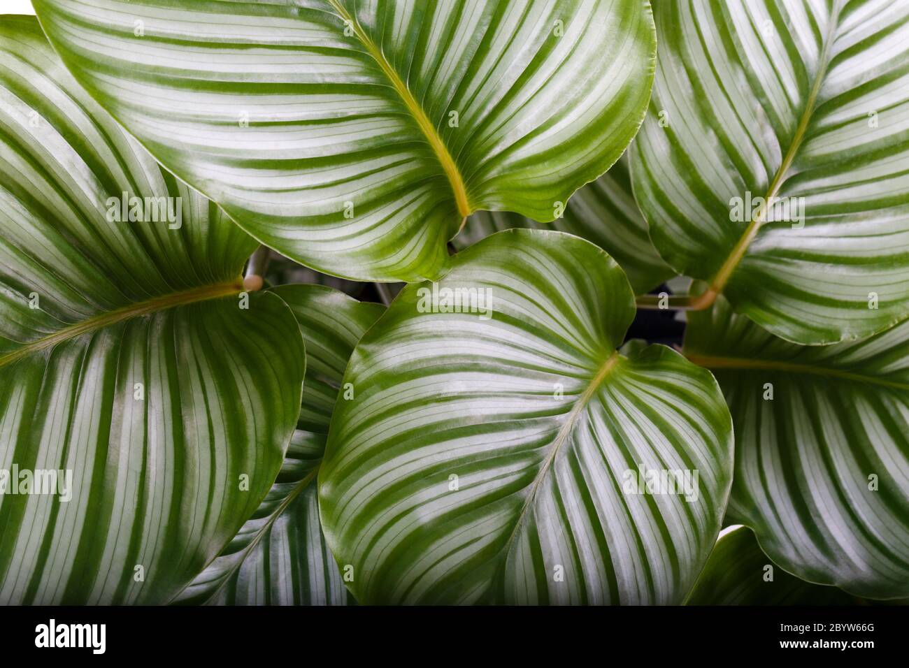 Plant In A Box - Calathea Insignis - Set De 2 - Pianta Da Appartamento Vaso 12cm Altezza 30 40cm Pianta Purificatrice D Aria Foglie Speciali 85683916