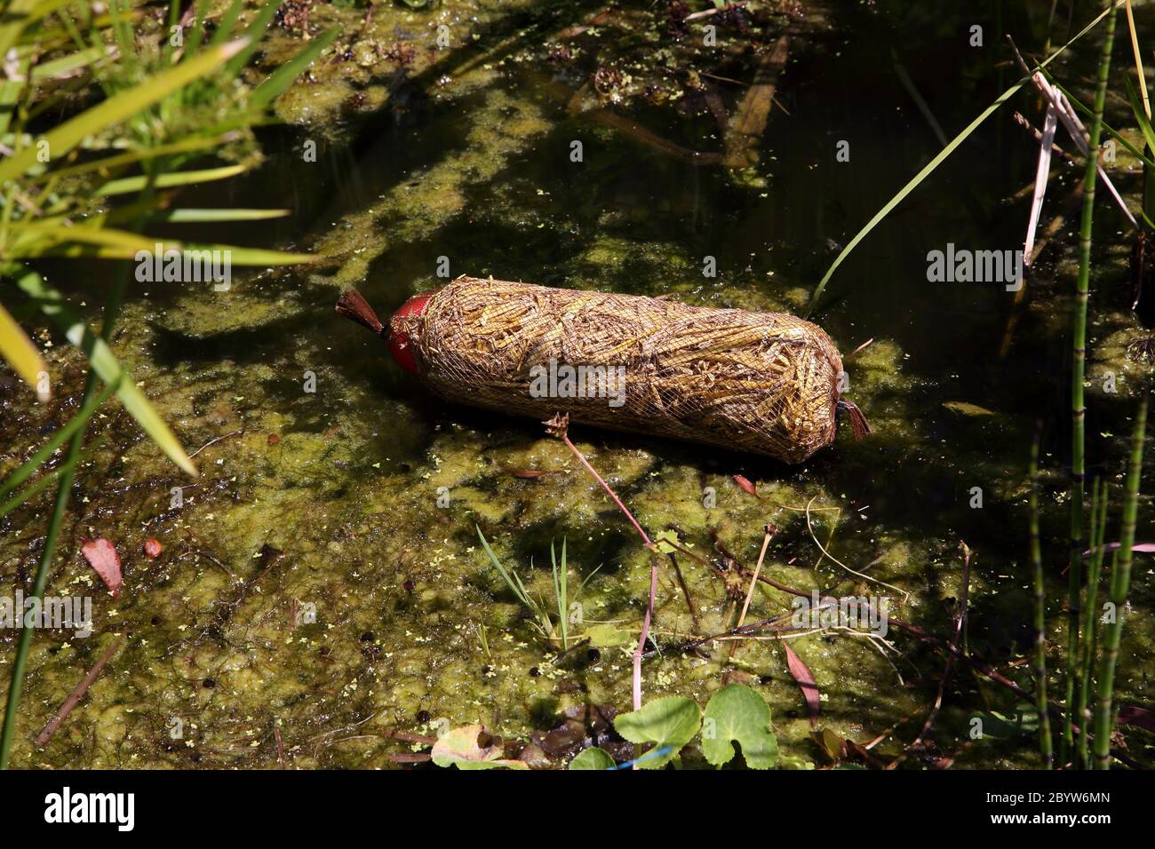 Orzo paglia galleggianti in uno stagno utilizzato per la limpida alghe verde acqua Foto Stock