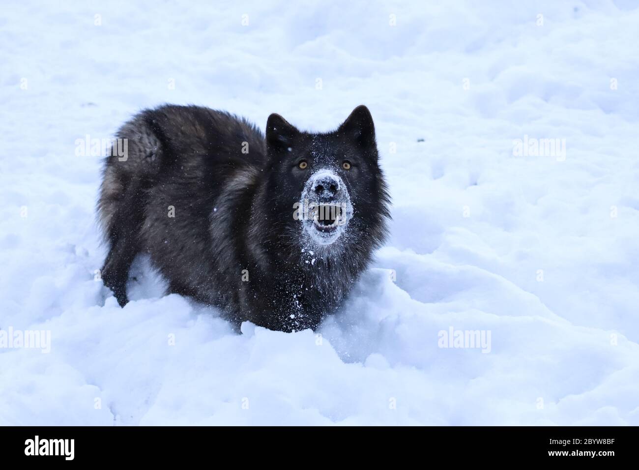 Lupo grigio nero con neve intorno alla bocca guardando in alto e mostrando i denti con occhi gialli Foto Stock