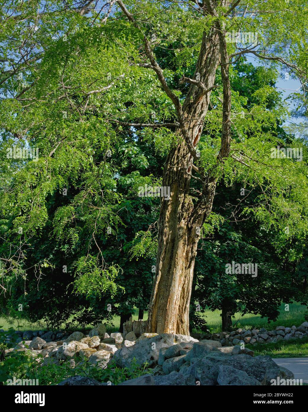 Un torreggiante albero di Locust Nero (Robinia pseudoacacia) sorge sopra Battle Road nel Minuteman National Historic Park situato a Lexington, ma. Sotto il Th Foto Stock