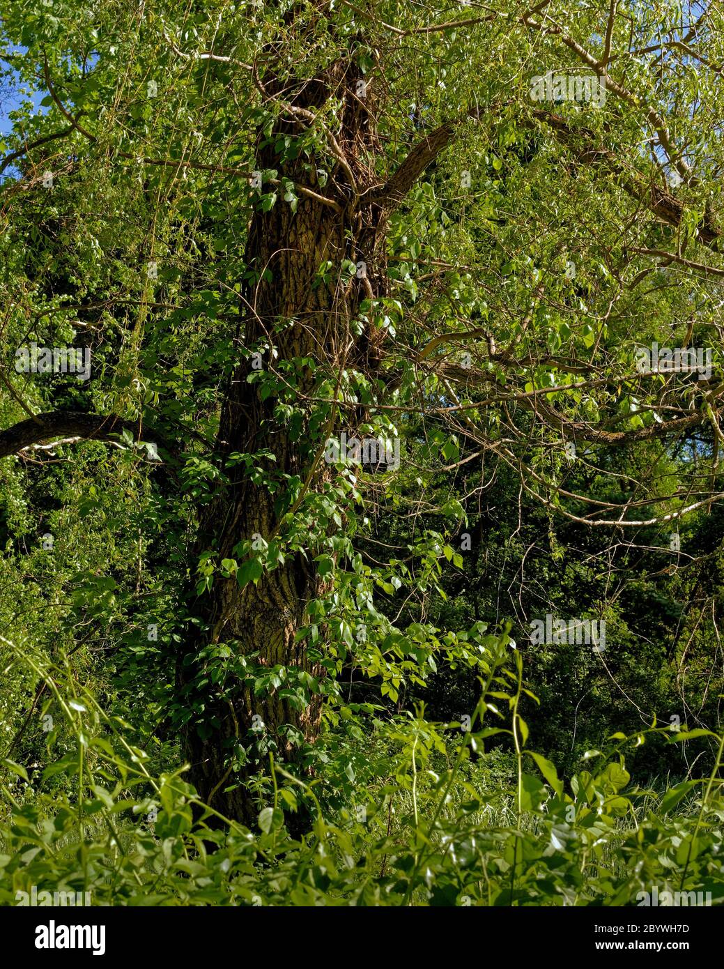 Un albero di Locust nero (Robinia pseudoacacia) avvolto in viti e raggiunge attraverso una fitta cerchiatura boscosa accanto a Battle Road nel Minuteman Natia Foto Stock