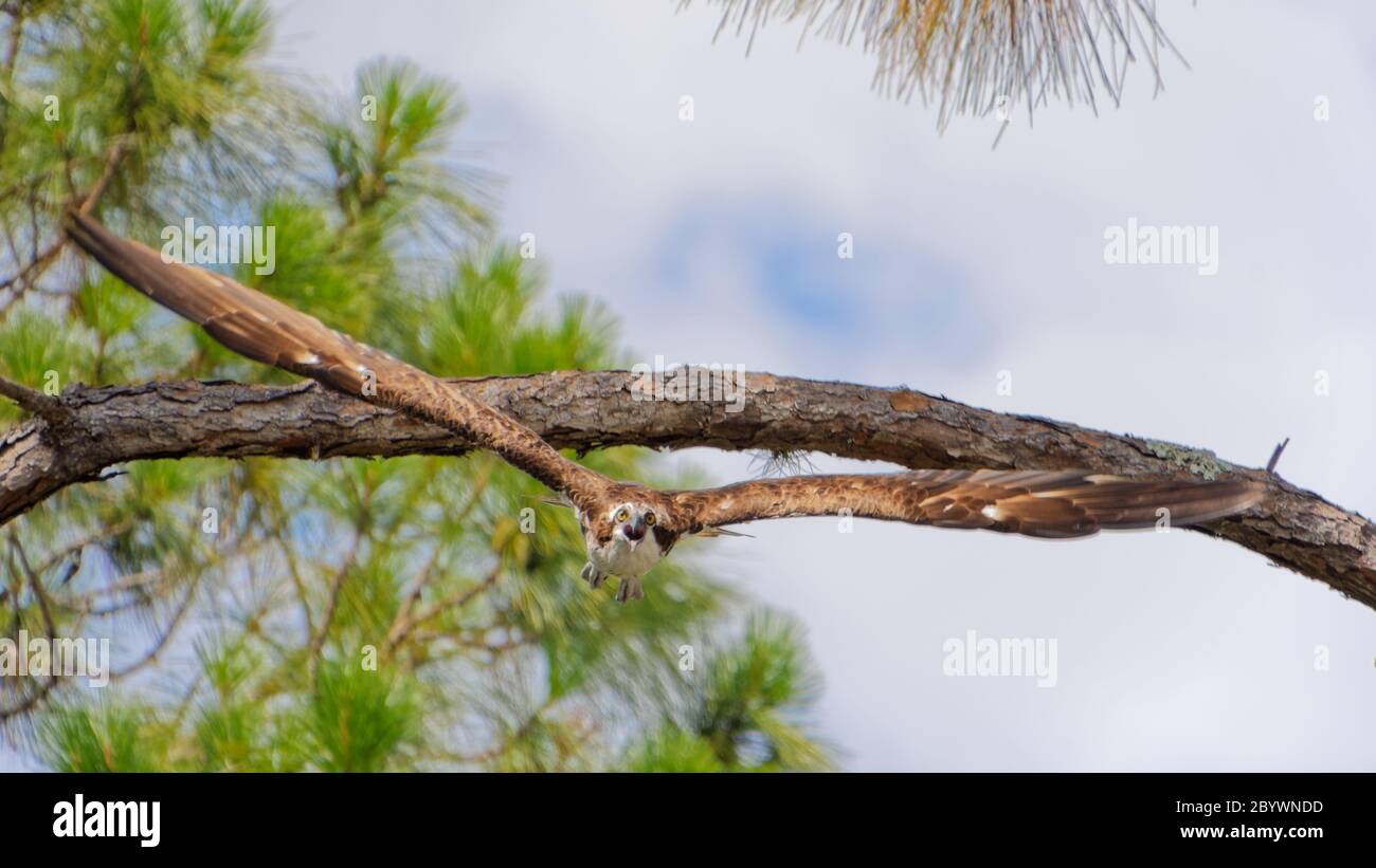 Una di una serie di cinque immagini ad alta velocità che raffigurano un Osprey (pandion haliaetus) che si lancia in volo verso la telecamera. Foto Stock