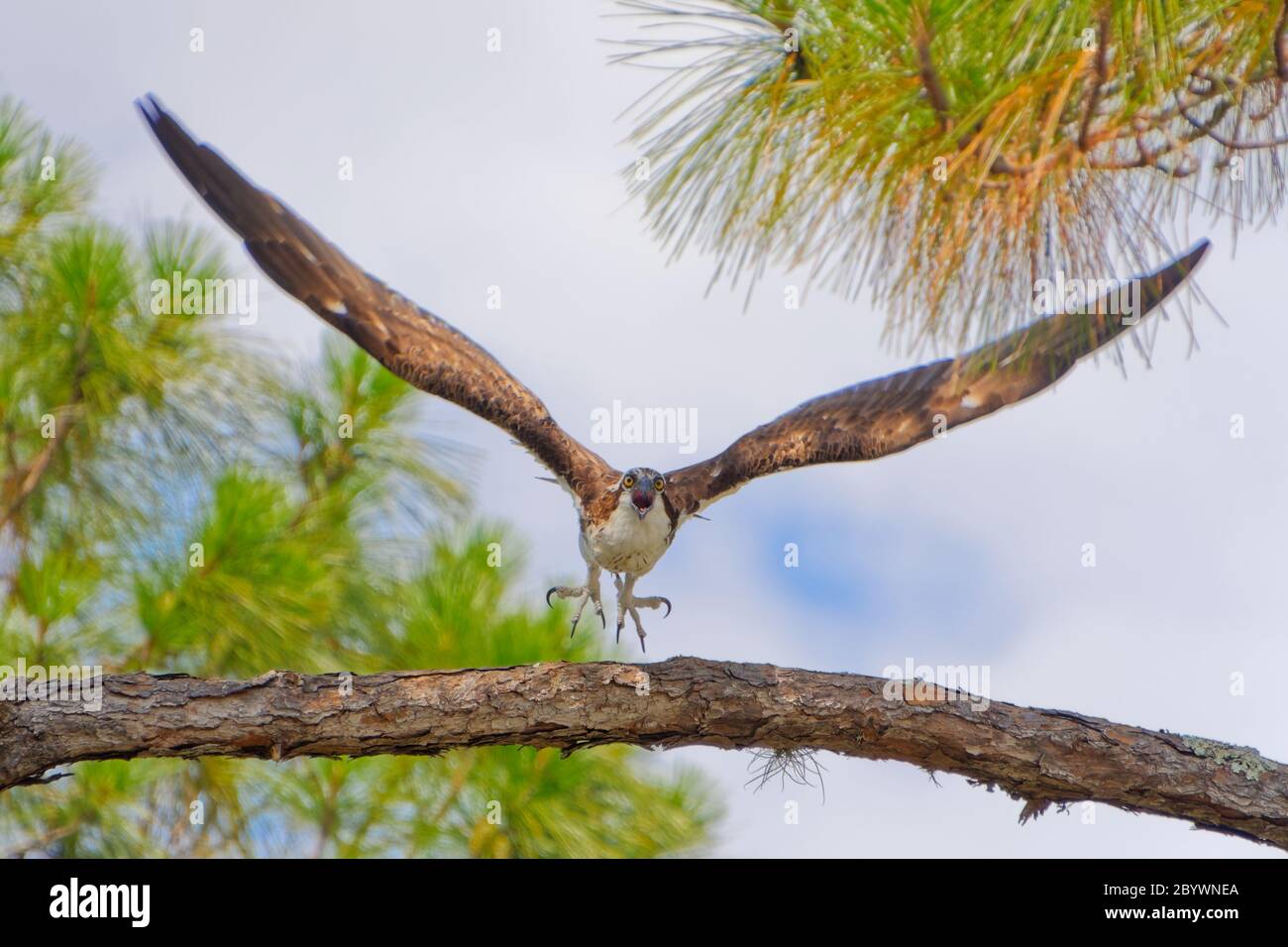 Una di una serie di cinque immagini ad alta velocità che raffigurano un Osprey (pandion haliaetus) che si lancia in volo verso la telecamera. Foto Stock