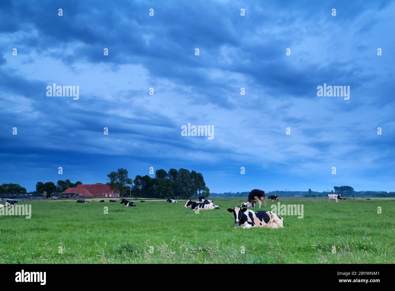 vacche rilassate sul pascolo al crepuscolo Foto Stock