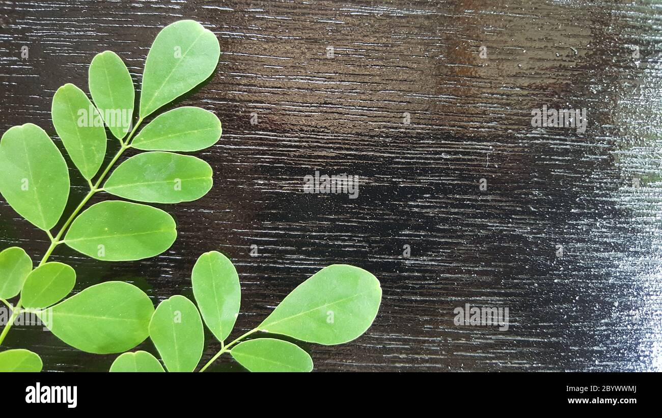 Moringa oleifera è una pianta che viene spesso chiamata albero del drumstick, l'albero del miracolo, l'albero dell'olio del ben, o l'albero del rafano. Foto Stock
