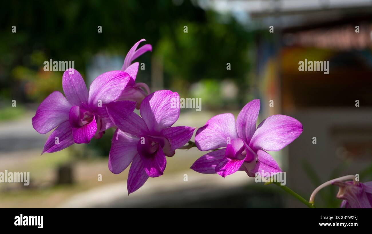 Belle orchidee con tratti viola, immagini adatte per l'uso come sfondi, risorse grafiche, o sfondi Foto Stock