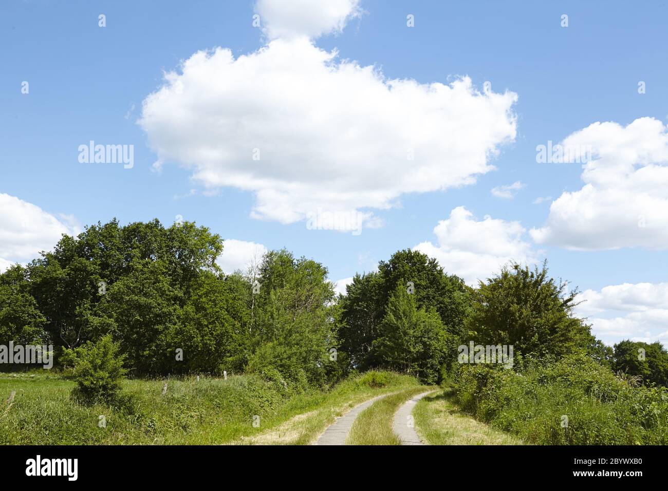 Via con albero e cielo blu con nuvole di pecora Foto Stock