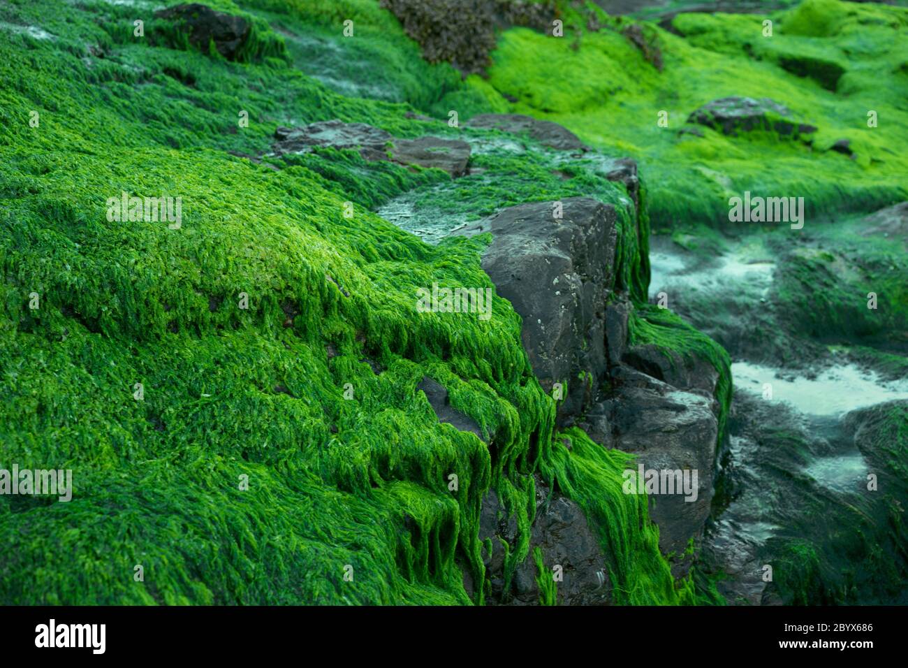 Alghe che coprono rocce al mare Foto Stock