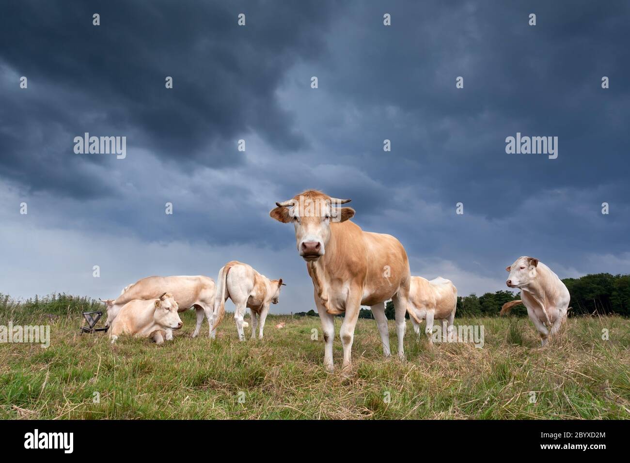 Bestiame al pascolo Foto Stock