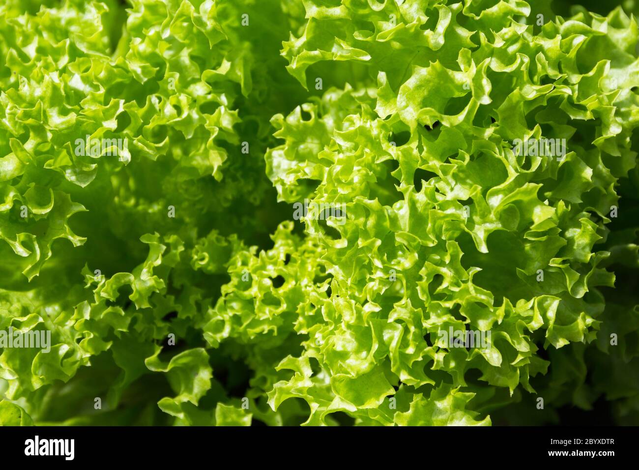 Foglie di lattuga biologica verde in un orto Foto Stock