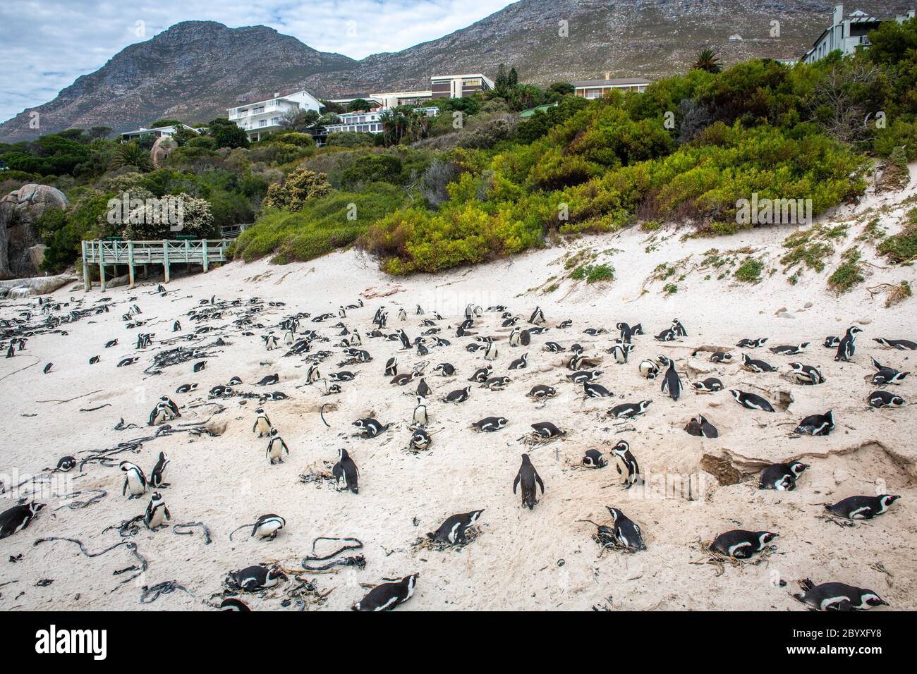 Pinguino africano (Speniscus demersus), conosciuto anche come pinguino del Capo, e pinguino sudafricano , Simons Town - Città del Capo Sud Africa Foto Stock