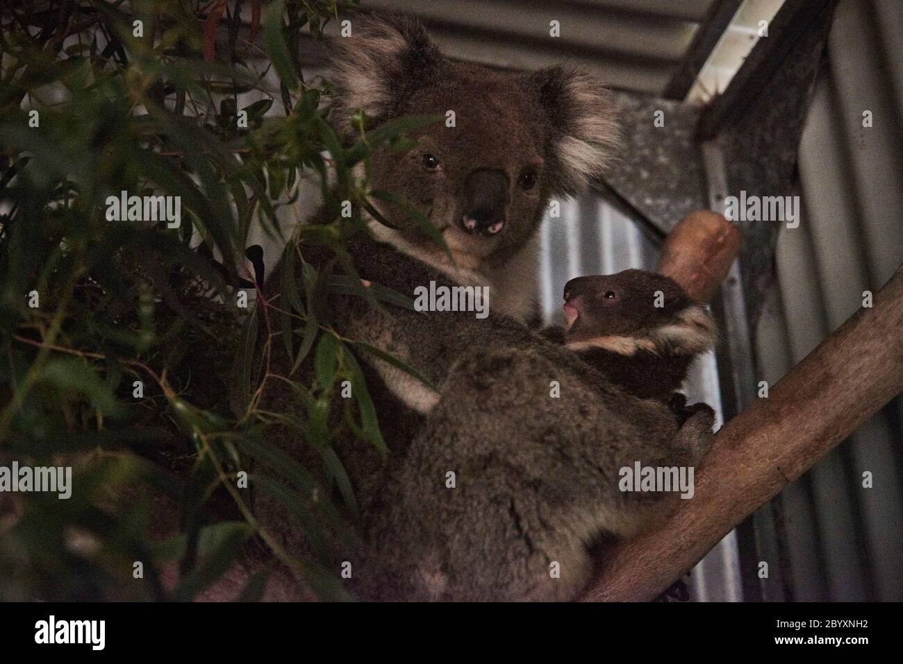 Susan Pulis, un caregiviere della fauna selvatica e il fondatore del Raymond Island Koala e Wildlife Shelter, sull'isola di Raymond, Victoria, Australia lunedì 6 gennaio 2020 Foto Stock
