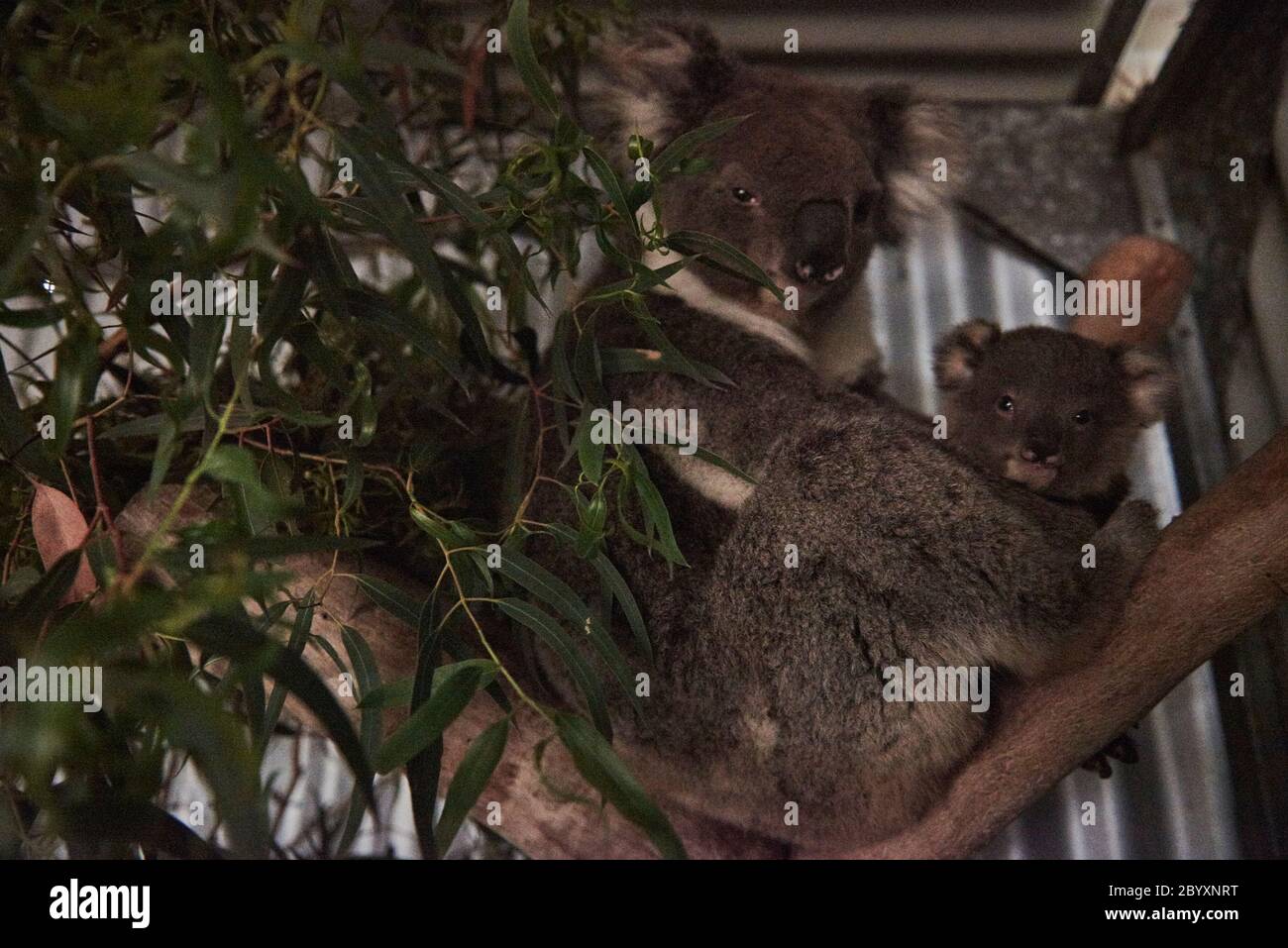 Susan Pulis, un caregiviere della fauna selvatica e il fondatore del Raymond Island Koala e Wildlife Shelter, sull'isola di Raymond, Victoria, Australia lunedì 6 gennaio 2020 Foto Stock