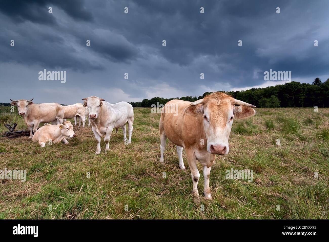 poche mucche sul pascolo sopra il cielo scuro Foto Stock