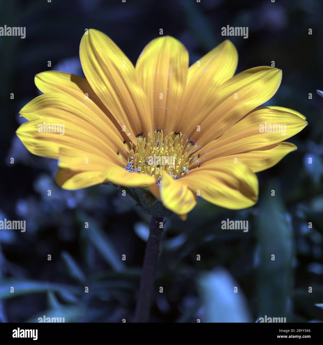 COSMOS bipinnatus fiore giallo Foto Stock