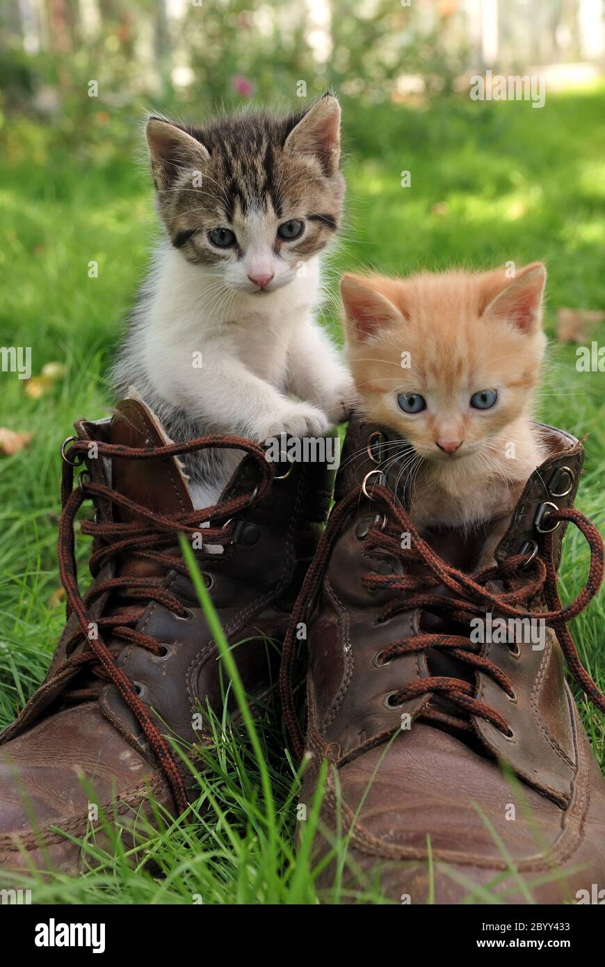 coppia di gattini in scarpe alte all'aperto Foto Stock