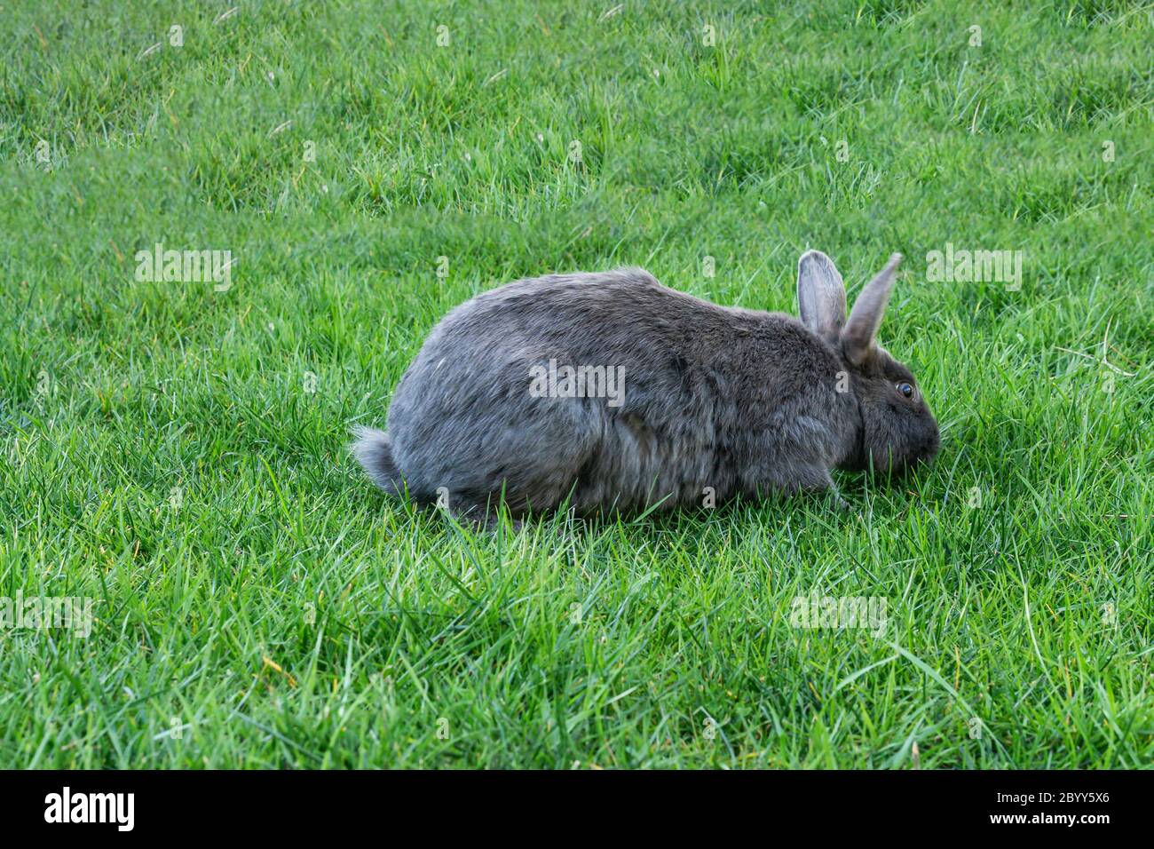 Simpatico adorabile coniglio grigio soffice o coniglio puck verde erba sul prato nel parco. Foto Stock