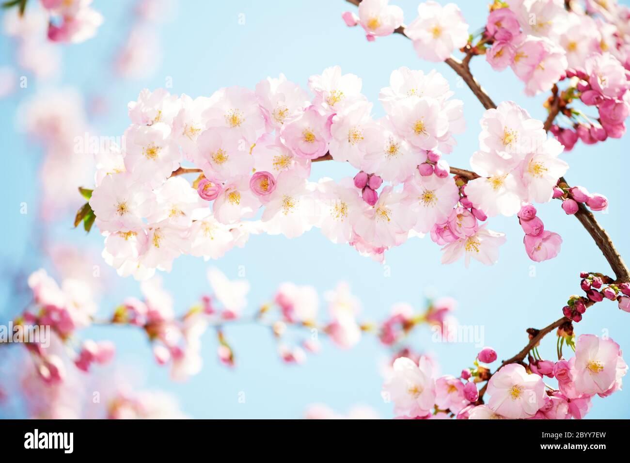 fiori di albicocca Foto Stock
