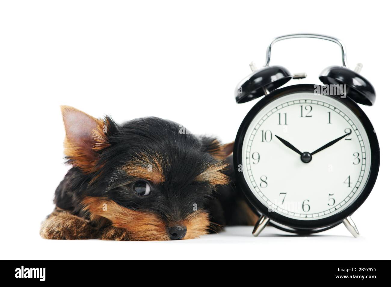 Yorkshire Terrier cane cucciolo con sveglia Foto Stock