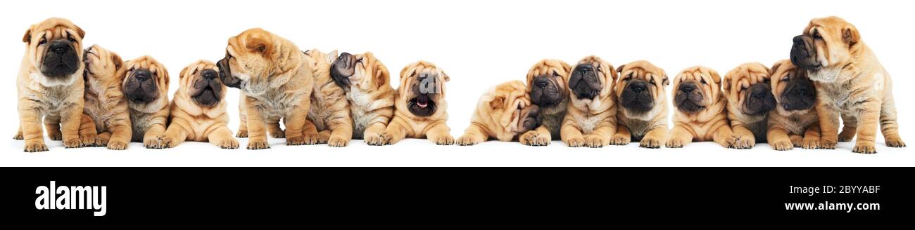 covata di cani di cuccioli sharpei Foto Stock