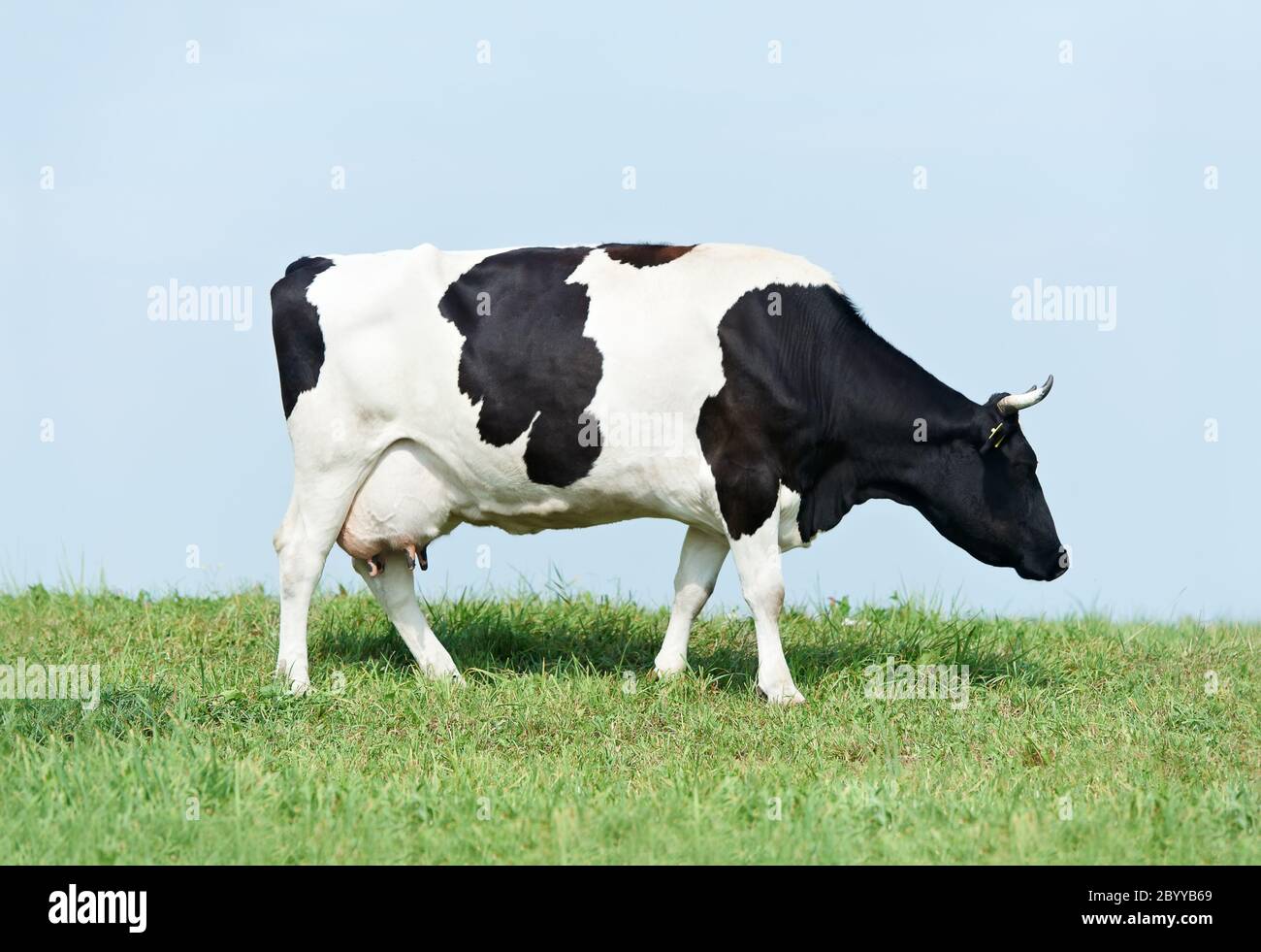 Bianco nero milch mucca su erba verde pascolo Foto Stock