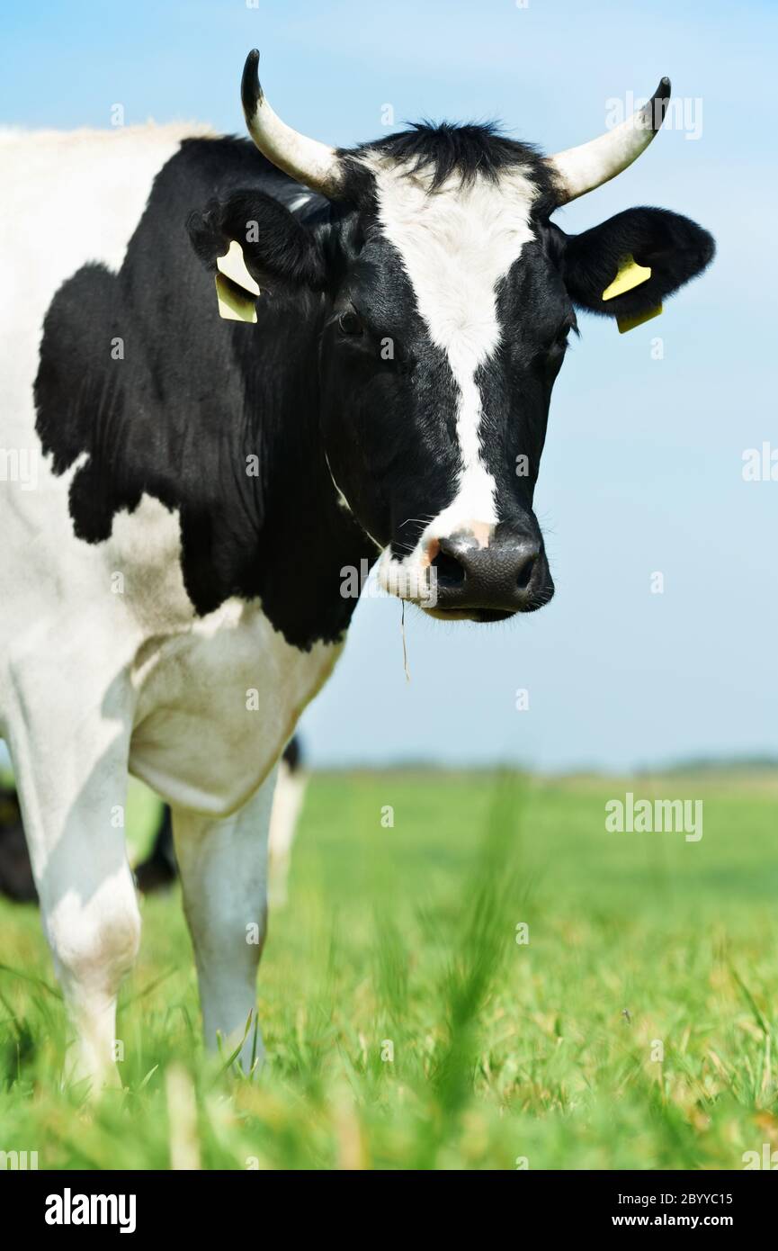 Bianco nero milch mucca su erba verde pascolo Foto Stock