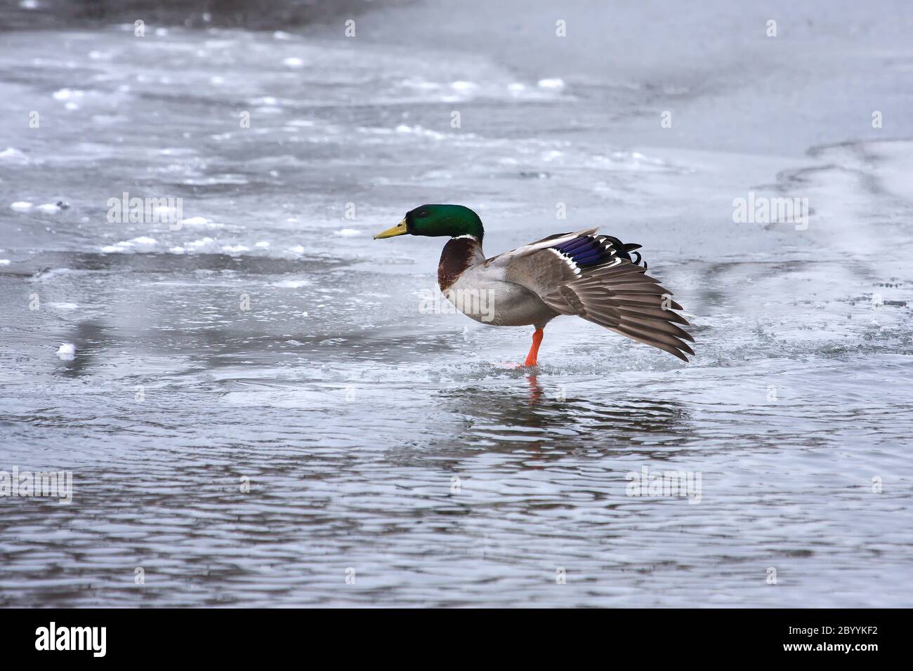 Mallard che sembra strano su ghiaccio Foto Stock