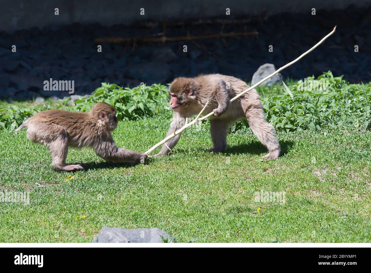 Due scimmie Macaque che giocano il Tug-of-war Foto Stock